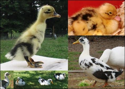 Ancona Colors | Worth It Farms | Pet ducks, Ancona ducks, Duck breeds