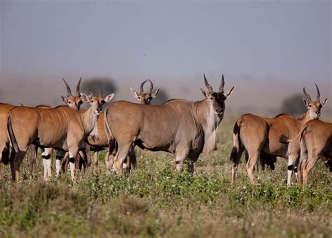 Eland herd with big male | Serengeti plains, Rare animals, Tanzania safari