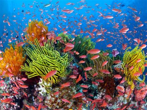 Coral reef conservation in Belize | Responsible Travel