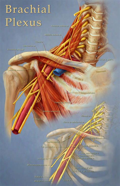 Brachial Plexus – Art as Applied to Medicine