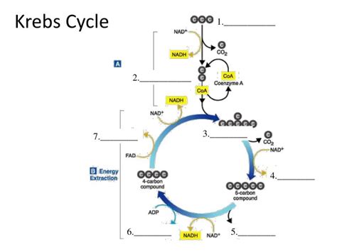 Krebs Cycle Animation