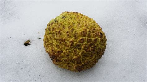 Osage Orange - Maclura Pomifera | Deciduous Trees | Cold Stream Farm