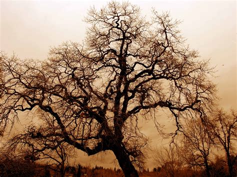 Fotos gratis : paisaje, naturaleza, bosque, rama, flor, invierno, planta, cielo, niebla, campo ...