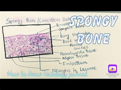 Spongy Bone Histology