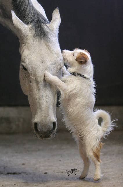 Dog Kissing Horse | Peace Be With U | Animals beautiful, Horses and ...