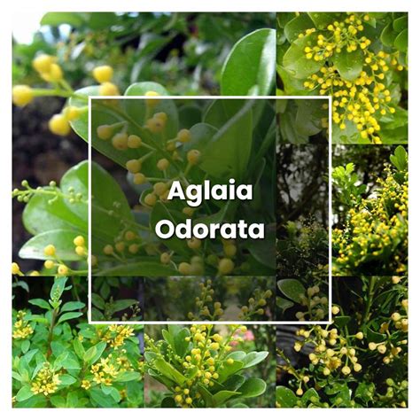 How to Grow Aglaia Odorata - Plant Care & Tips | NorwichGardener