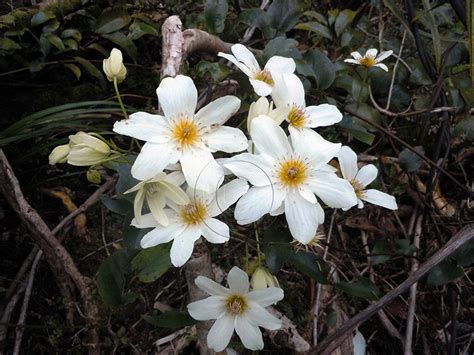 New Zealand native flowers ~ Just Our Pictures of New Zealand flowers