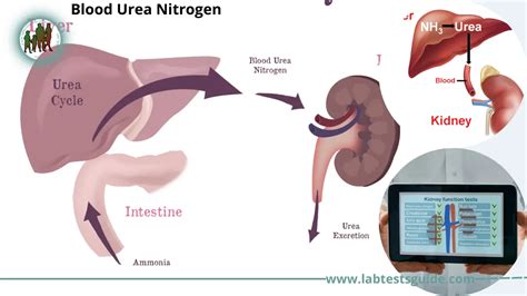 Urea Nitrogen | Lab Tests Guide