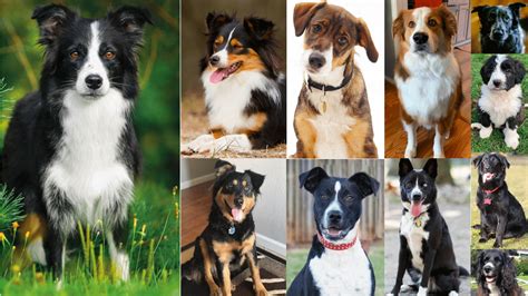 Top 29 Most Popular Border Collie Mixes You’ll Want to Add to Your Home Immediately