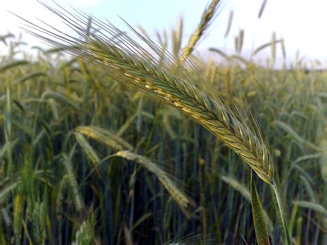 Organic Cereal or Winter Rye - Pawnee Buttes Seed Inc.