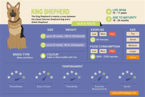 King Shepherd