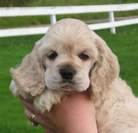 sweet little cocker | Cocker spaniel puppies, Cocker spaniel dog, Puppies