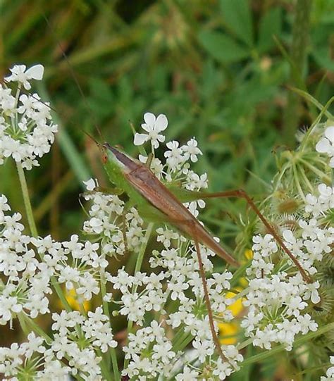 Katydid Identification - Conocephalus fasciatus - BugGuide.Net