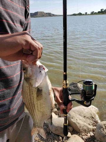 Rod and Reel Combo: Tips for Achieving Optimal Performance Setup – Plusinno