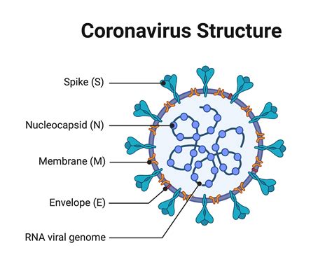 Coronavirus Structure, Vaccine and Therapy Development