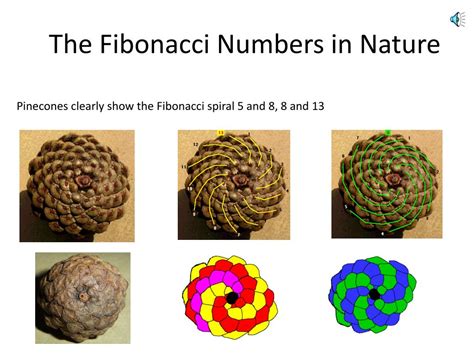 PPT - Discovering Fibonacci PowerPoint Presentation, free download - ID ...