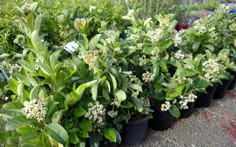 Sweet Viburnum | Lakeside Plants & Nursery