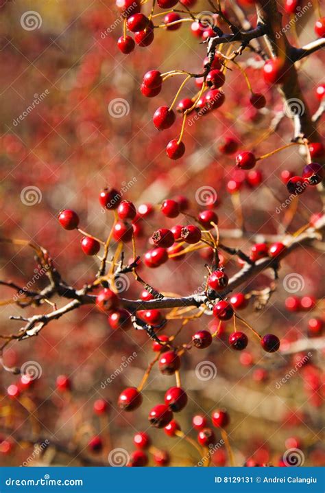 Hawthorn berries stock image. Image of edible, autumn - 8129131