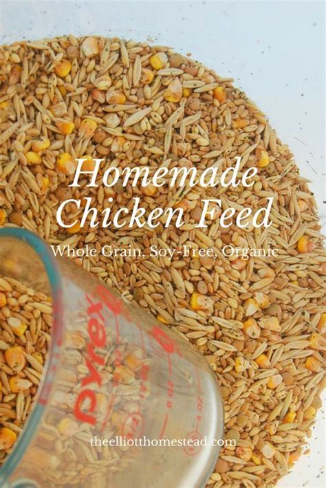 Homemade Chicken Feed #BackyardChickens Chicken Eating, Chicken Life, Chicken Garden, Backyard ...