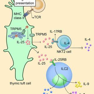 Specific expression of CD74 gene in thymic tuft cells. The P41 subtype ...