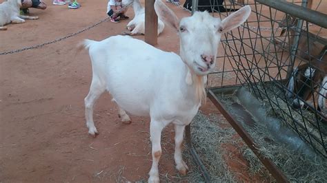 saanen goat - The Houston Zoo