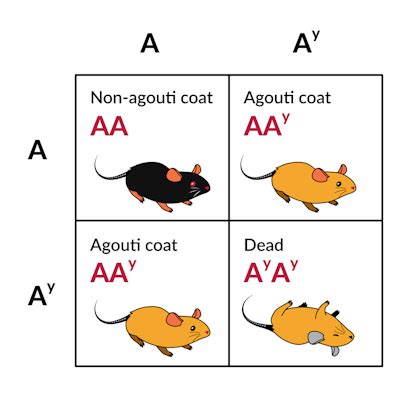 Biology - Agouti Genetics | Albert