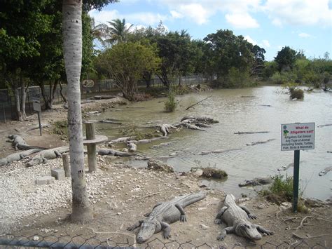File:Everglades Alligator Farm Denizens2.jpg - Wikipedia