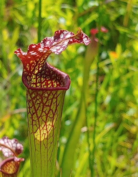 Pitcher Plant - Sarracenia | North Carolina Extension Gardener Plant ...