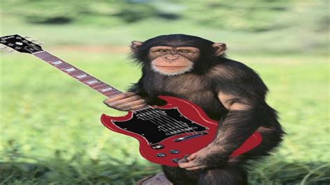 Chimpanzee Playing Guitar And Taking Selfies - YouTube