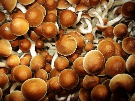 Magic Mushrooms: Effects, Risks, and How to Get Help