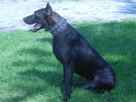 Canis Panther Breed Information, Characteristics & Heath Problems ...