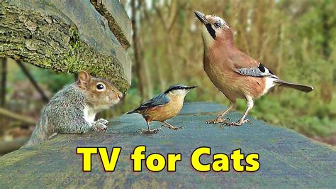 Cat TV ~ Entertainment for Cats to Watch Squirrels and Birds ⭐ 8 HOURS ⭐ - YouTube