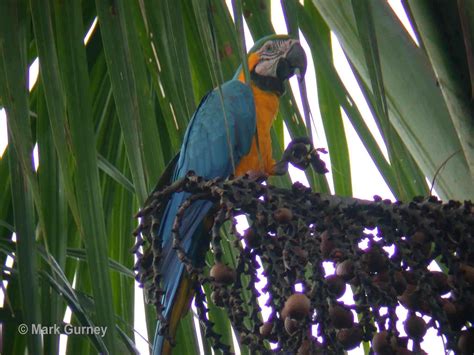 Biodiversity-Blue and Yellow Macaw