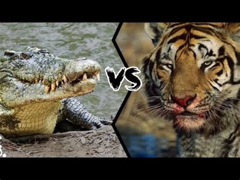 Tiger Vs Crocodile Fight | Tiger Fight #youtube #viral #tiger #crocodile #animals - YouTube