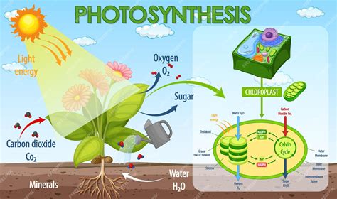 Photosynthesis And Cellular Respiration Project Ideas