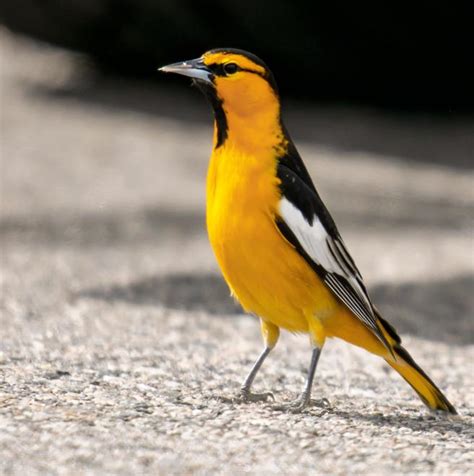 Bullock's Oriole | The Audubon Birds & Climate Change Report