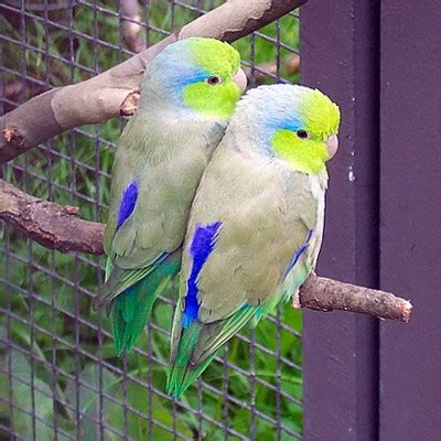 What Are The Best Small Parrots As Pets? - Cockatiels As Pets