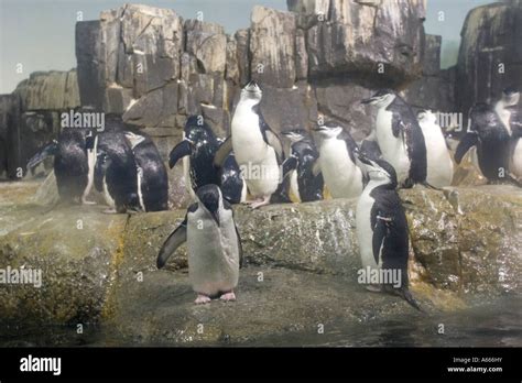 Penguins in Central Park Zoo New York City NY USA Stock Photo - Alamy