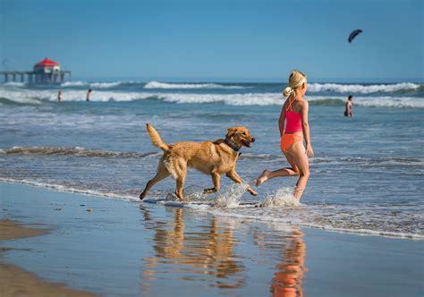 Unleash the Fun: Water Parks for Dogs in California » BD Tourist Guide