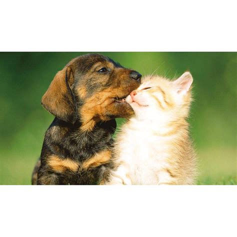 Slolvedi 5D DIY Full Drill Diamond Painting Dog Kissing Cat Cross Stitch Embroidery : Amazon.in ...