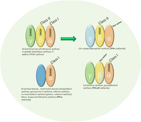 Representation of class I and class II domain within terpene synthase... | Download Scientific ...