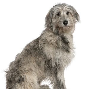 Pyrenean Shepherd Facts - Wisdom Panel™ Dog Breeds