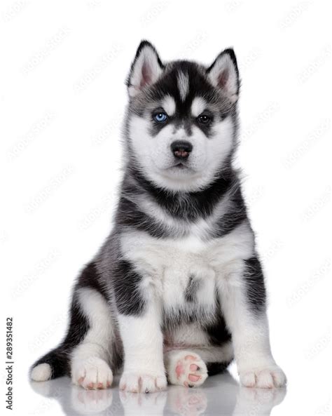 All Black Husky Puppies