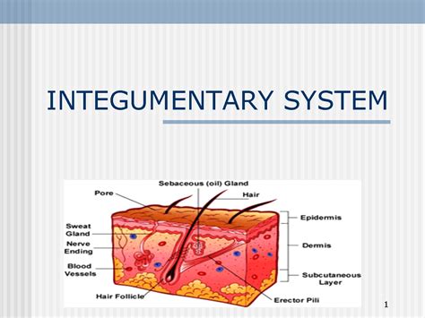 integumentary system | Integumentary system, Sweat gland, Oil gland