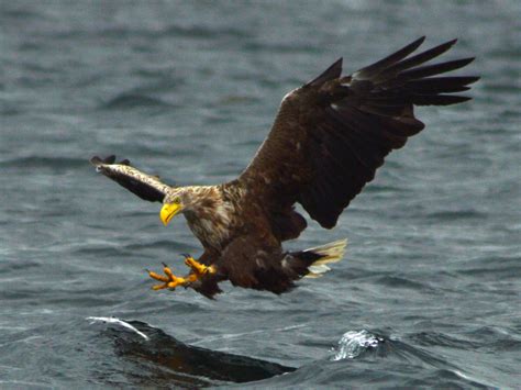 White-Tailed Eagle Bird Facts (Haliaeetus albicilla) | Bird Fact