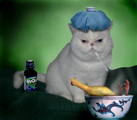 Sick Cat Meme Generator