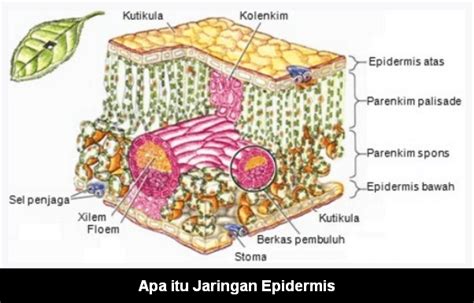 Apa itu Jaringan Epidermis: Pengertian, Ciri, Fungsi dan Tempatnya ...