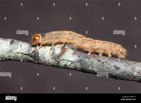 An Owlet Moth (Noctuidae) caterpillar (larva Stock Photo - Alamy