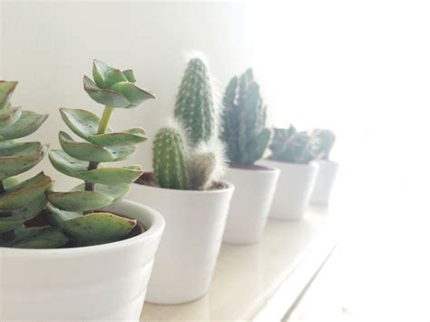 Indoor Succulents That Thrive - Sunset Magazine