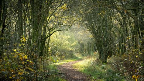 Savernake Forest - a photo on Flickriver